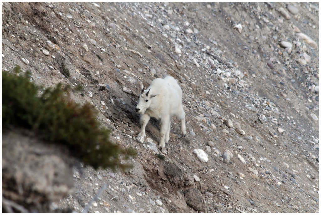 06 - Icefields Parkway (20) - Mountain Goat.jpg